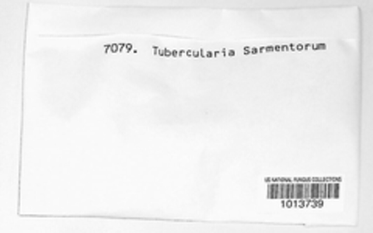 Tubercularia sarmentorum image